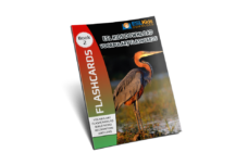 Vocabulary Flashcards E-Book 2