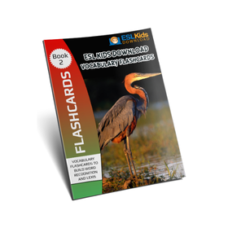 flashcards ebook 2